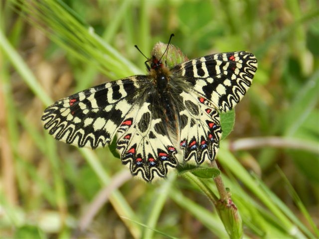 Zerinthia cassandra